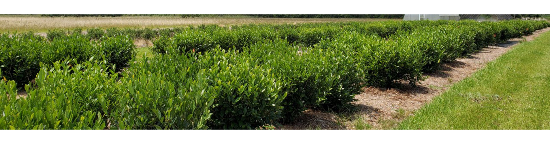 Tea Research & Extension